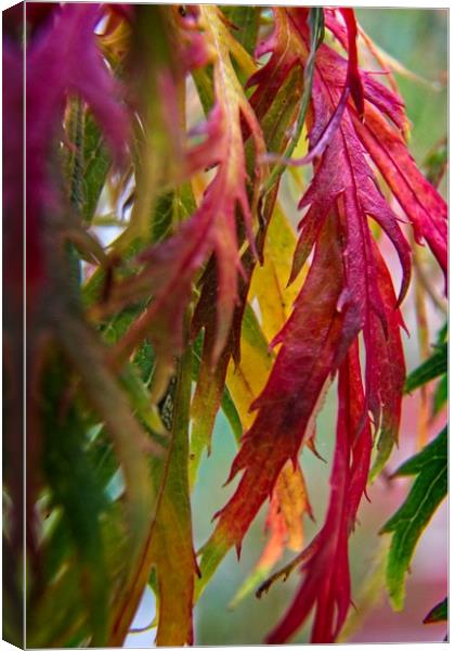Autumnal Acer Leaves Canvas Print by Rob Cole