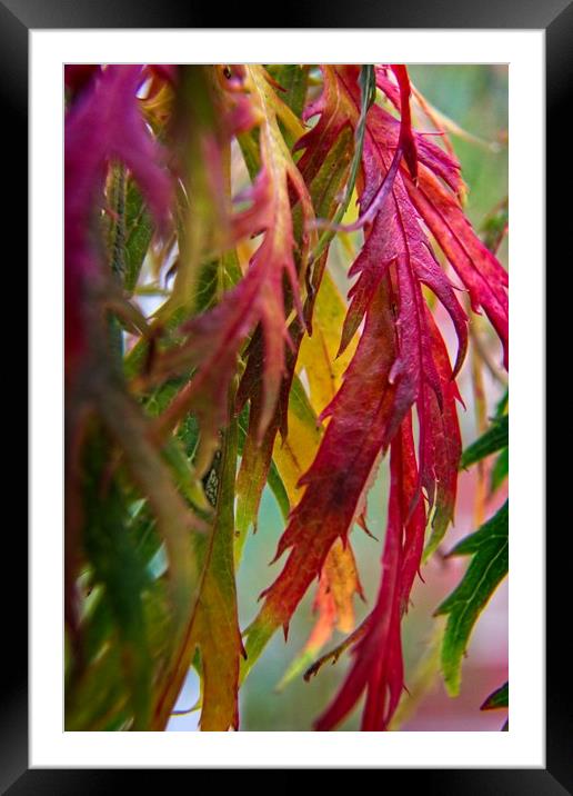 Autumnal Acer Leaves Framed Mounted Print by Rob Cole
