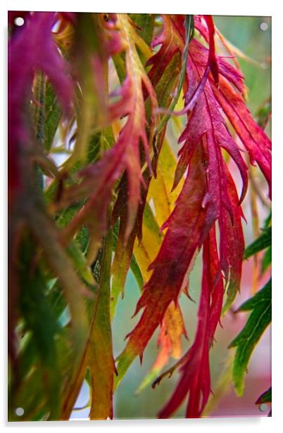 Autumnal Acer Leaves Acrylic by Rob Cole