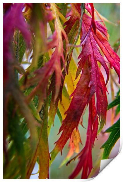 Autumnal Acer Leaves Print by Rob Cole
