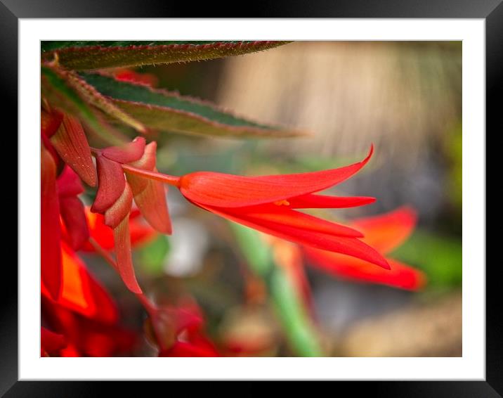 Bright Red Begonia Flower Framed Mounted Print by Rob Cole