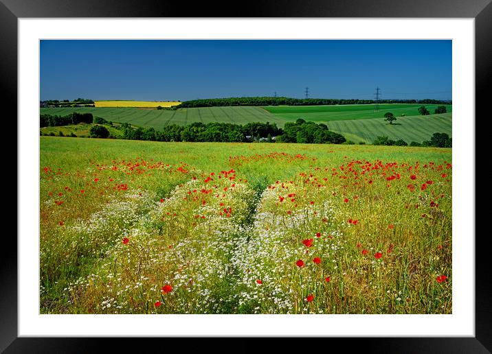 Poppies and Chamomile                              Framed Mounted Print by Darren Galpin