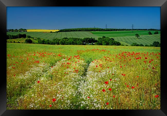 Poppies and Chamomile                              Framed Print by Darren Galpin