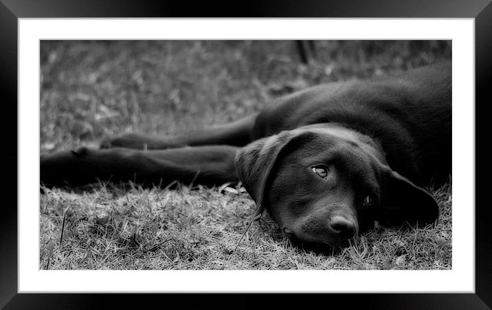 Black and White Puppydog Framed Mounted Print by Simon Gladwin
