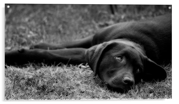 Black and White Puppydog Acrylic by Simon Gladwin