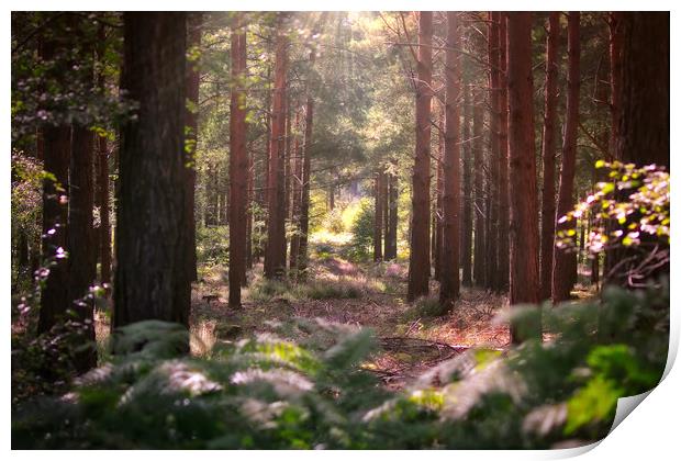 Golden Path through Autumn Forest Print by Simon Marlow