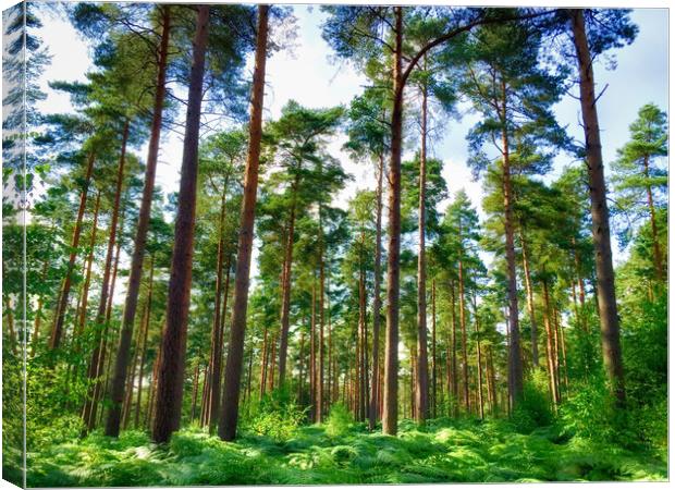 Vibrant Pine Forest Canvas Print by Simon Marlow