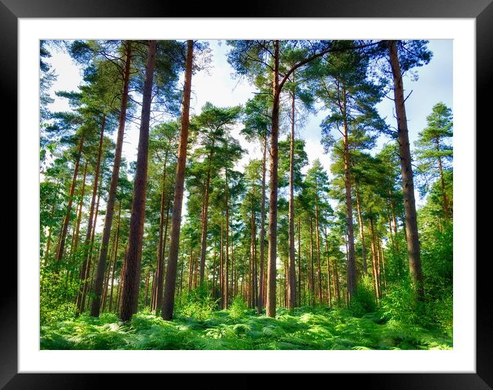 Vibrant Pine Forest Framed Mounted Print by Simon Marlow