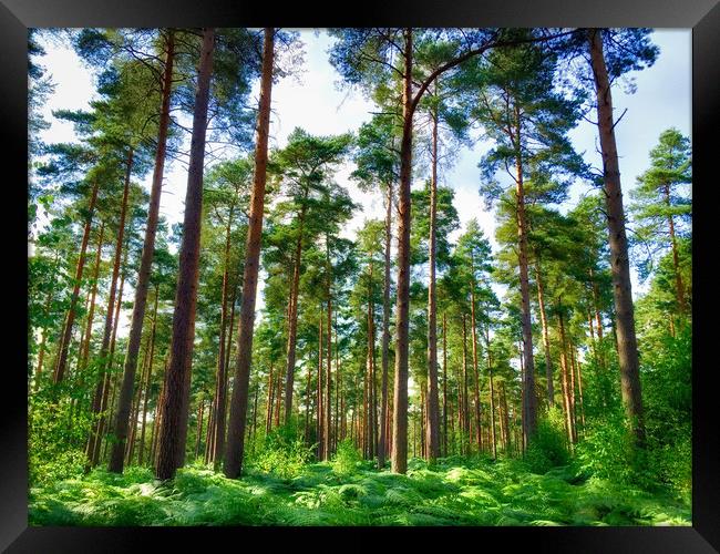 Vibrant Pine Forest Framed Print by Simon Marlow