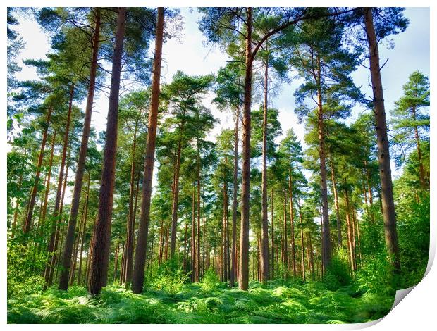 Vibrant Pine Forest Print by Simon Marlow