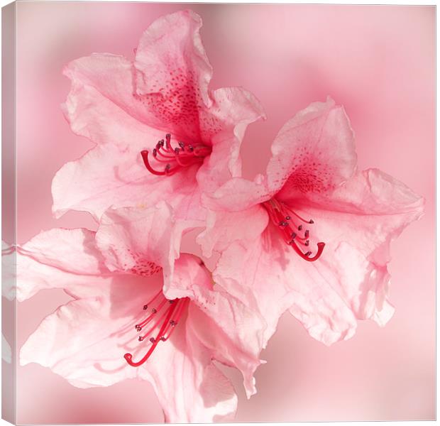 Sugar Sweet Pink Rhododendron Canvas Print by Jacqi Elmslie