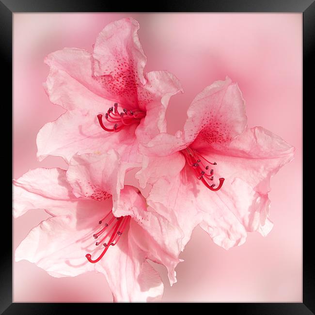 Sugar Sweet Pink Rhododendron Framed Print by Jacqi Elmslie