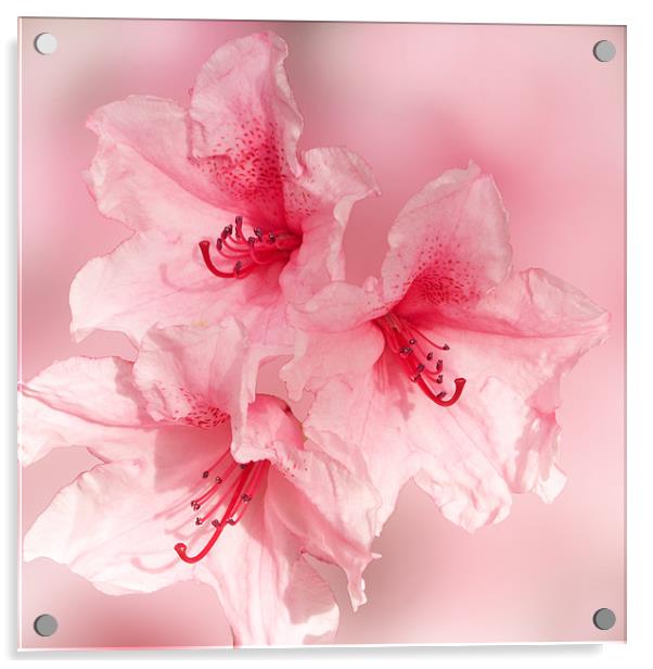 Sugar Sweet Pink Rhododendron Acrylic by Jacqi Elmslie