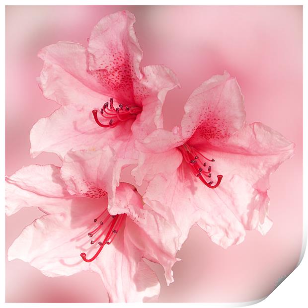 Sugar Sweet Pink Rhododendron Print by Jacqi Elmslie