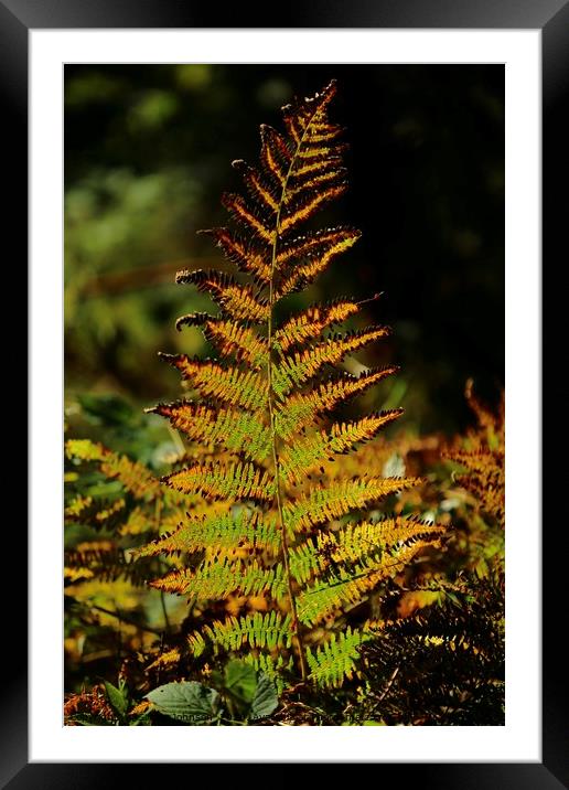 Sunlit autumn fern Framed Mounted Print by Simon Johnson