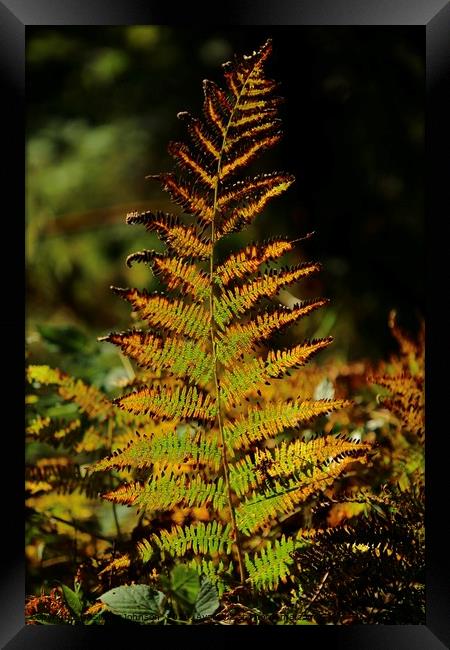 Sunlit autumn fern Framed Print by Simon Johnson