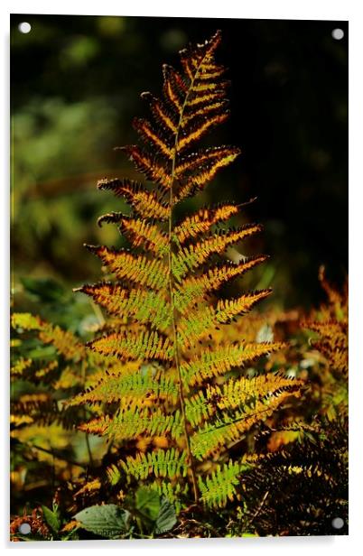 Sunlit autumn fern Acrylic by Simon Johnson