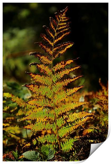 Sunlit autumn fern Print by Simon Johnson