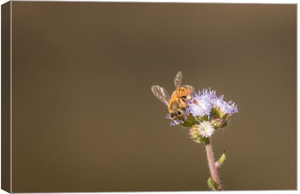Busy Bee Canvas Print by Pete Evans