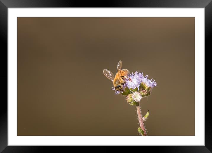 Busy Bee Framed Mounted Print by Pete Evans