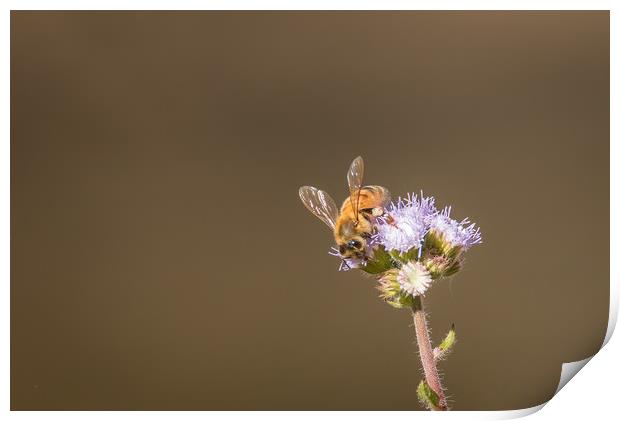 Busy Bee Print by Pete Evans