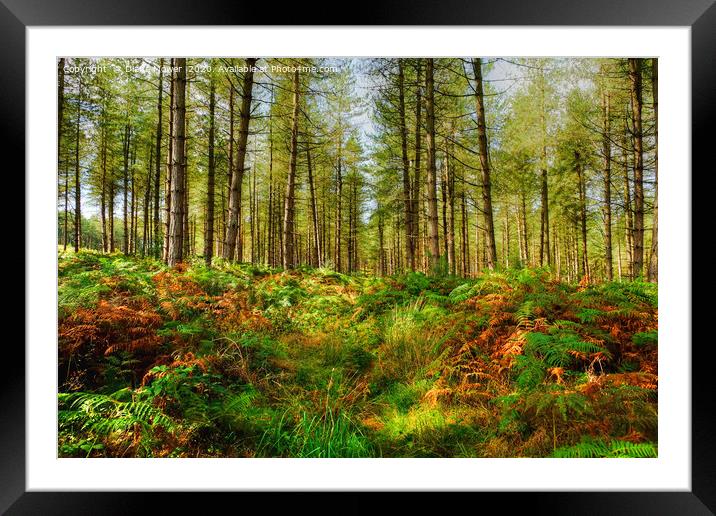 Cannock Chase Staffordshire Framed Mounted Print by Diana Mower