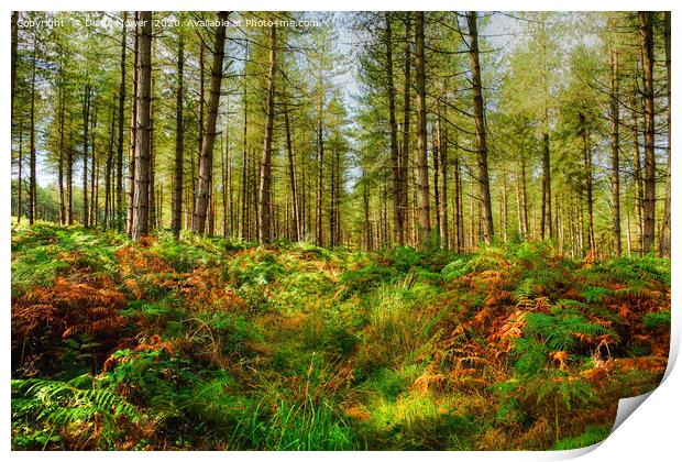 Cannock Chase Staffordshire Print by Diana Mower