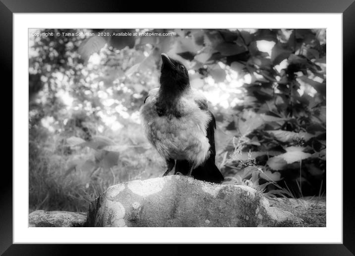 Mystic Hooded Crow, Corvus cornix Framed Mounted Print by Taina Sohlman