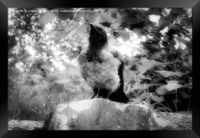 Mystic Hooded Crow, Corvus cornix Framed Print by Taina Sohlman