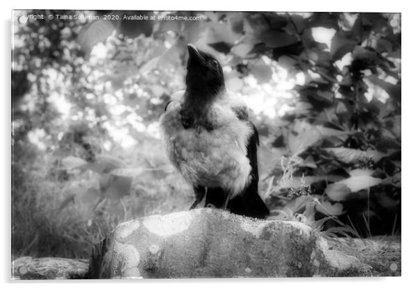 Mystic Hooded Crow, Corvus cornix Acrylic by Taina Sohlman