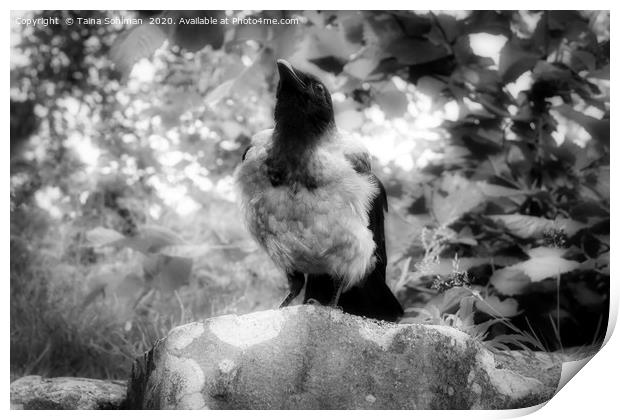 Mystic Hooded Crow, Corvus cornix Print by Taina Sohlman