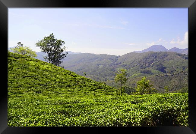 tea field in the mountains Framed Print by Hassan Najmy
