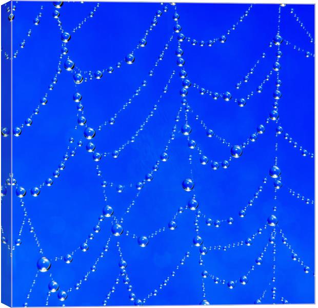 Spider web jewells Canvas Print by Beata Aldridge
