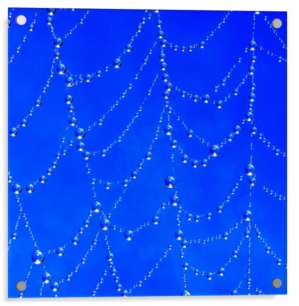 Spider web jewells Acrylic by Beata Aldridge