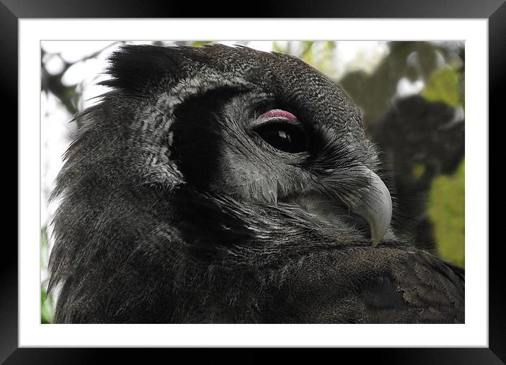 Milky Eagle Owl Framed Mounted Print by Christine Jeffrey