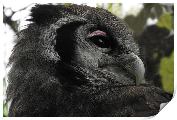 Milky Eagle Owl Print by Christine Jeffrey