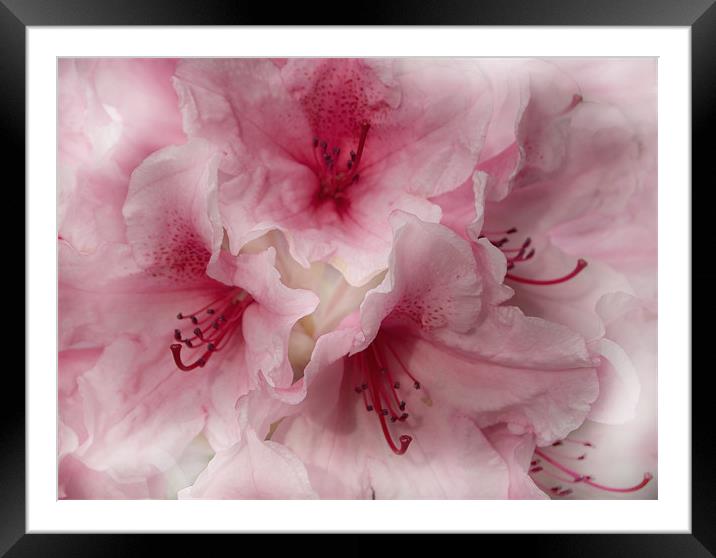 Pink Ice Rhododendron Framed Mounted Print by Jacqi Elmslie