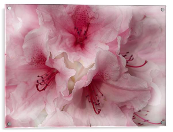 Pink Ice Rhododendron Acrylic by Jacqi Elmslie