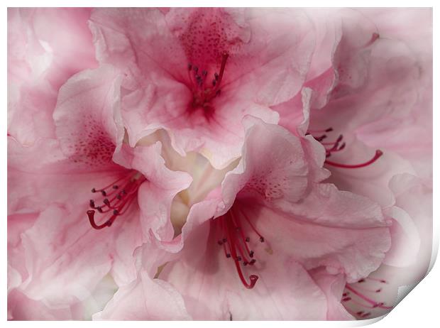 Pink Ice Rhododendron Print by Jacqi Elmslie