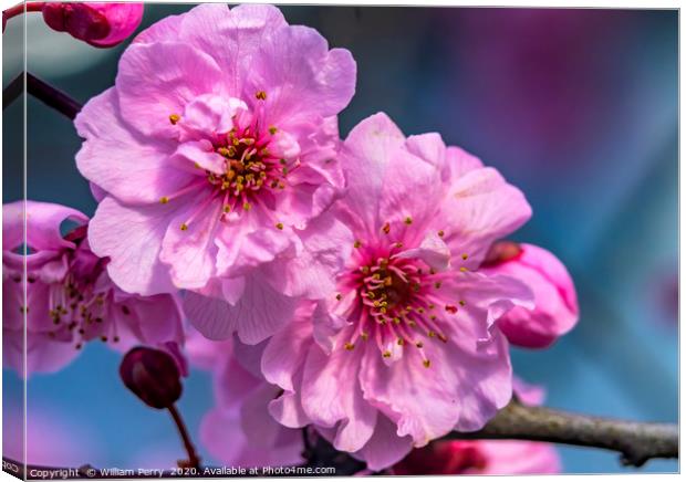 Pink Peach Blossom Blooming Macro Washington Canvas Print by William Perry