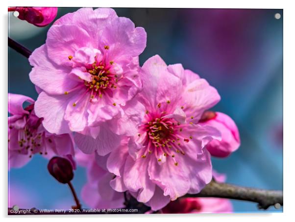 Pink Peach Blossom Blooming Macro Washington Acrylic by William Perry