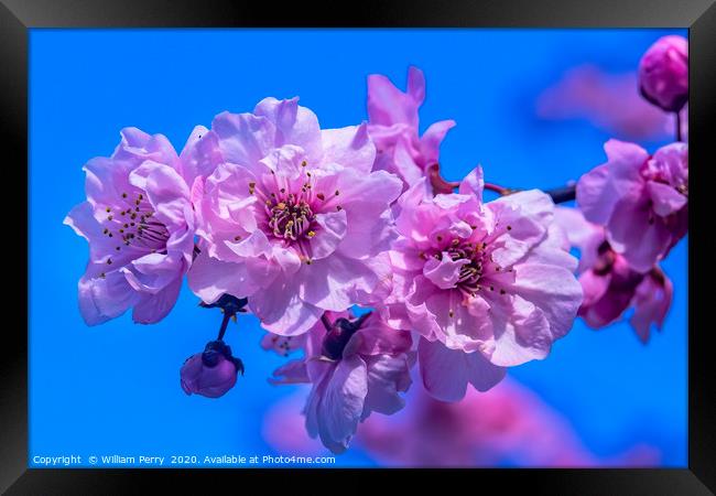 Pink Peach Blossom Blooming Macro Washington Framed Print by William Perry