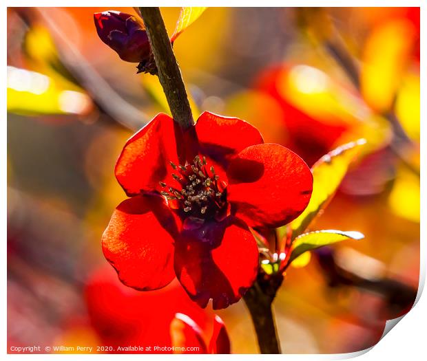 Maroon Red Atsuya Hamada Quince Blooming Macro Was Print by William Perry