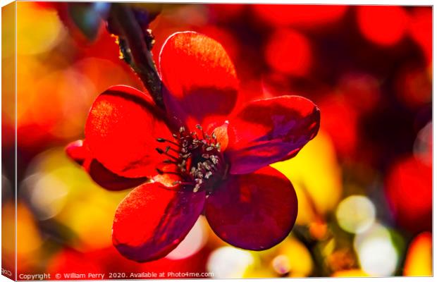 Maroon Red Atsuya Hamada Quince Blooming Macro Was Canvas Print by William Perry