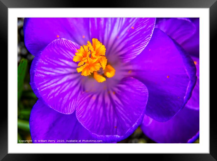 Blue Purple Crocus Blossom Blooming Macro Washingt Framed Mounted Print by William Perry