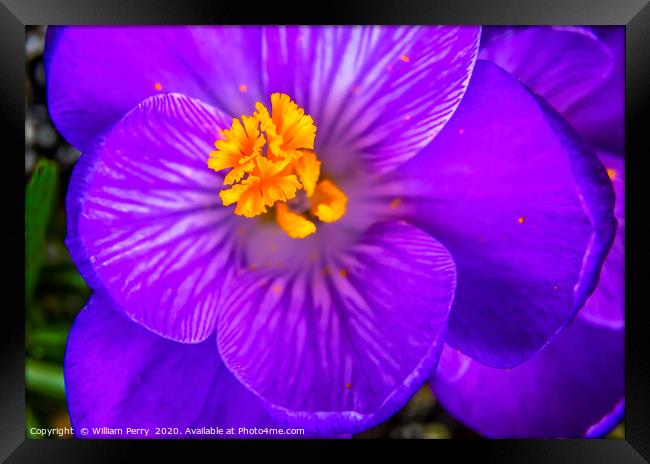 Blue Purple Crocus Blossom Blooming Macro Washingt Framed Print by William Perry