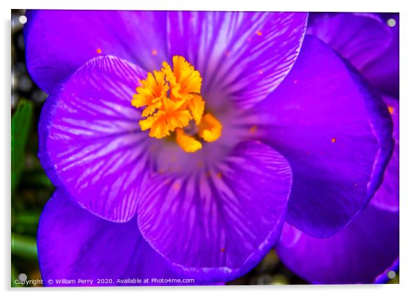 Blue Purple Crocus Blossom Blooming Macro Washingt Acrylic by William Perry