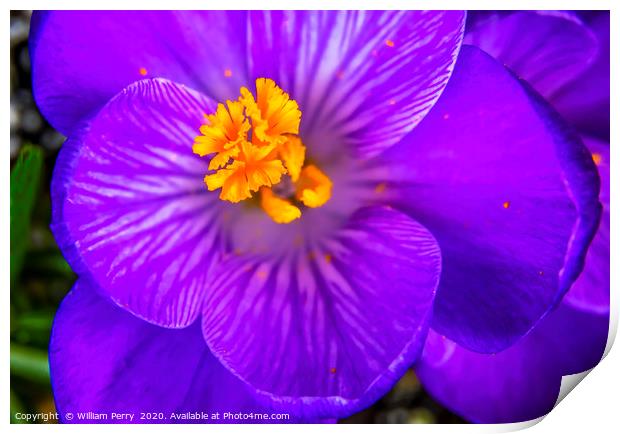 Blue Purple Crocus Blossom Blooming Macro Washingt Print by William Perry