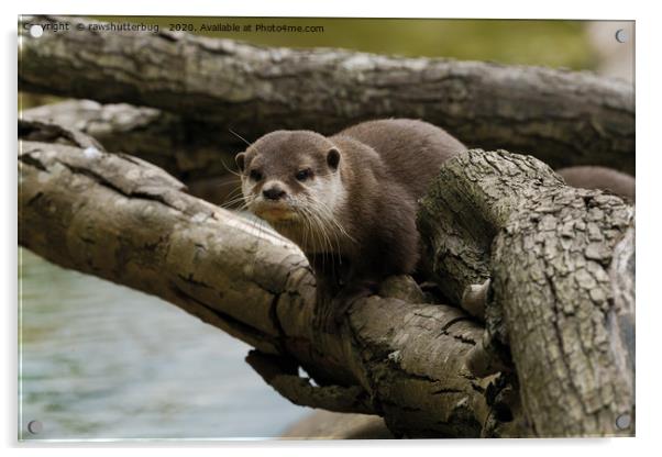 Otter On A Tree Acrylic by rawshutterbug 