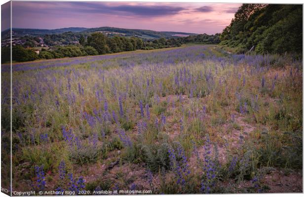 Wild Fields Canvas Print by Anthony Rigg
